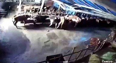 Sivas'ta ahır çöktü, o anlar güvenlik kamerasına yansıdı