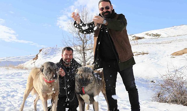 Sivas'ta kar yağdı, kangallar özüne döndü