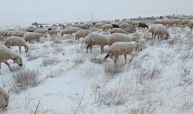 Sivas'ta koyunlar kar altında kaldı, çoban türküleriyle ile mest etti