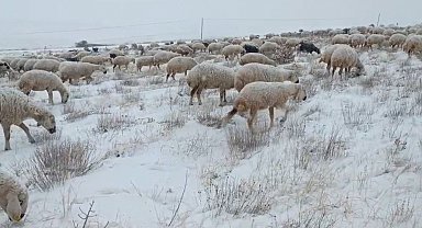 Sivas'ta koyunlar kar altında kaldı, çoban türküleriyle ile mest etti