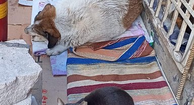 Soğuk hava kedi ve köpeği aynı yuvada buluşturdu