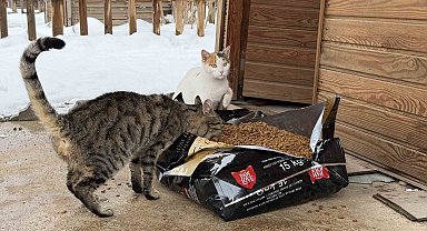 Soğuk havalarda sokak hayvanlarına şefkat eli