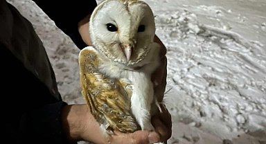 Soğuklardan kaçıp ahıra sığındı