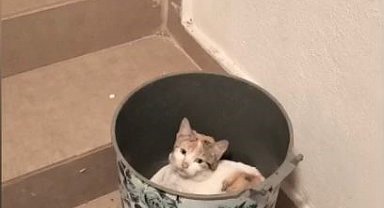 Soğuktan korunmak isteyen kedi çöp kutusuna sığındı