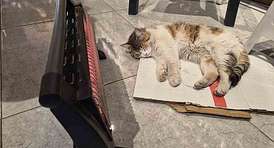 Soğuktan üşüyen kedi elektrikli ısıtıcının karşısında dinlendi