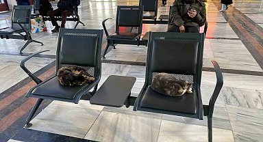 Soğuktan üşüyen sokak kedileri tren garına ısındı
