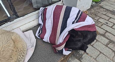 Soğuktan üşüyen sokak köpeği için çözümü üzerini örtmekte buldu