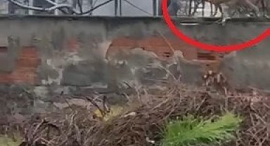 Sokak aralarında gezen tilki dikkat çekti