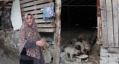 Sokak köpeği 10 yavru doğurdu, sahip çıkan kadın çaresiz kaldı