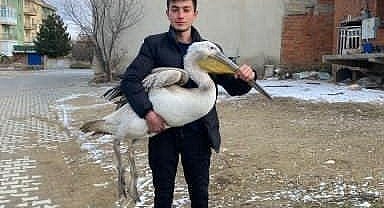 Sokakta gezerken pelikan buldu