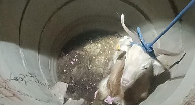 Su kuyusunda mahsur kalan keçiyi itfaiye kurtardı