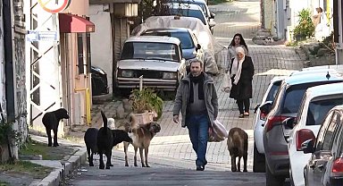 Sürü halindeki başıboş köpekler ekipleri görünce kaçtı