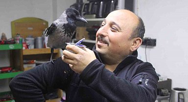 Tamirci çırağı karga