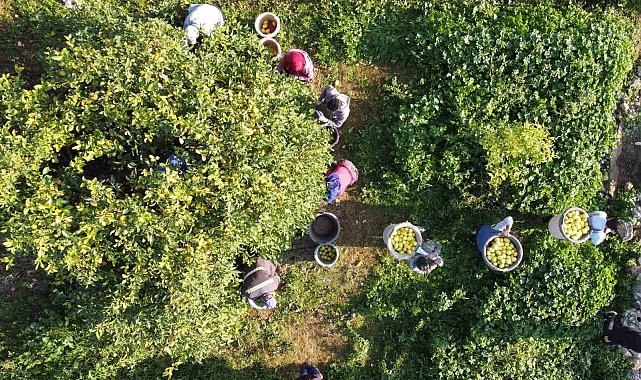 Tarım-ÜFE yıllık yüzde 36,01 arttı