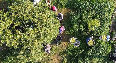 Tarım-ÜFE yıllık yüzde 36,01 arttı