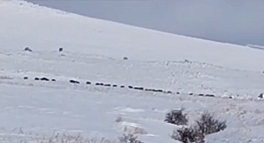 Tatvan kırsalında domuz sürüsü görüntülendi