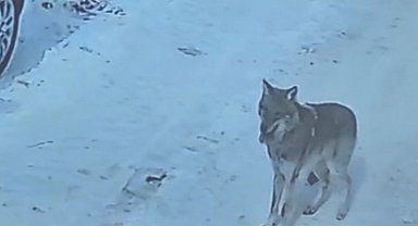 Tatvan'da gündüz vakti kurt görüldü
