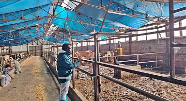 Tavşanlı'da hayvancılık işletmelerine yönelik besilik hayvan kapasite tespit çalışması
