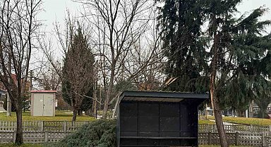 Tavşanlı'da şiddetli rüzgar ağaç devirdi