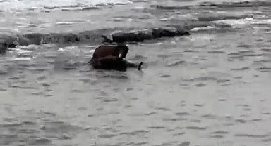 Tekirdağ kıyılarında su samuru görüntülendi