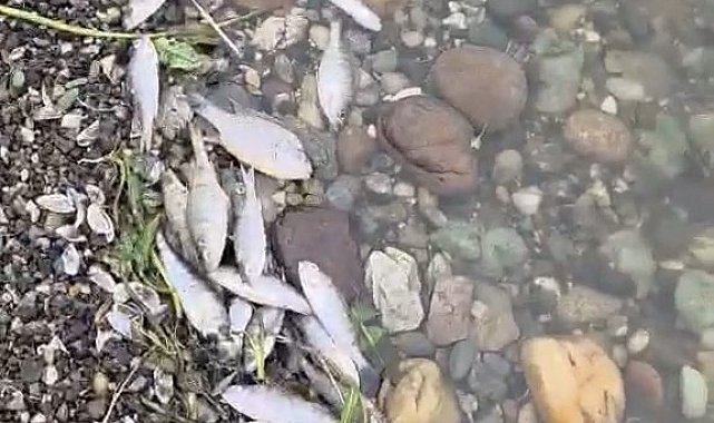 Tekirdağ Malkara'da barajda balık ölümleri tedirgin etti