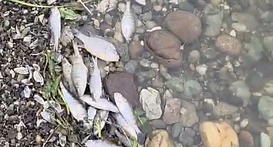 Tekirdağ Malkara'da barajda balık ölümleri tedirgin etti