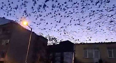 Tekirdağ'da gökyüzünü kaplayan kuşlar görsel şölen oluşturdu