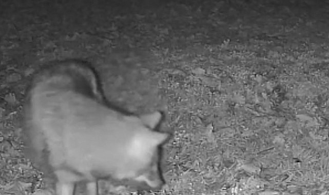 Terkos Gölü kıyısında gece sürprizi: Karavan kampçısının kamerasına kurt yansıdı