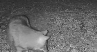 Terkos Gölü kıyısında gece sürprizi: Karavan kampçısının kamerasına kurt yansıdı