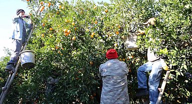 Tescilli Kozan portakalında hasat zamanı: Bahçede kilosu 10 TL