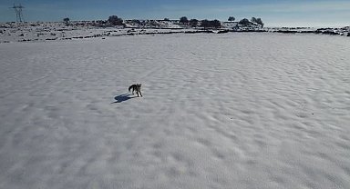 Tilki ile dronun eğlenceli mücadelesi kameraya yansıdı
