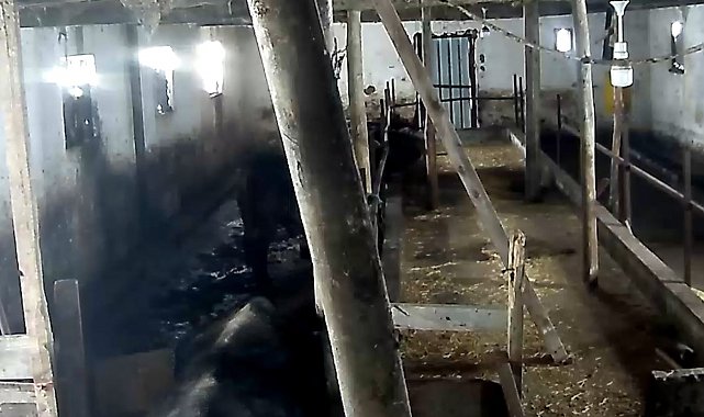 Tokat'ta ahırın çatısı çöktü