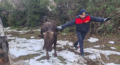 Tokat'ta su kuyusuna düşen inek kurtarıldı