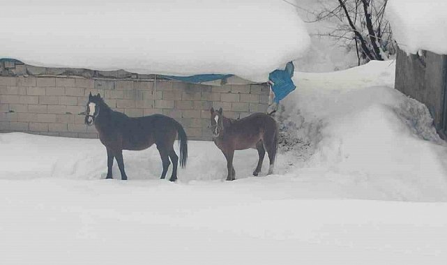 Türkiye-İran sınırında terk edilen 2 at kurtarıldı