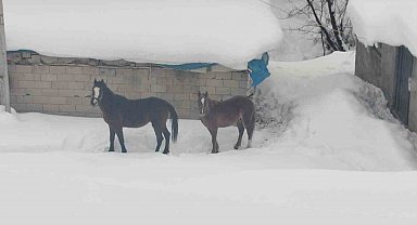 Türkiye-İran sınırında terk edilen 2 at kurtarıldı