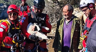 Uçurumdan düşen kuzuyu ekipler kurtardı