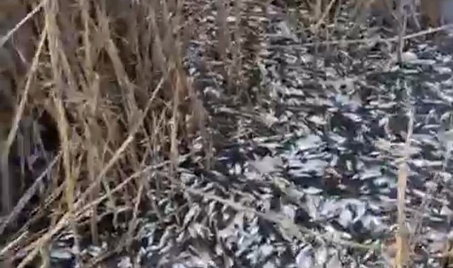 Uluabat Deresi'nde binlerce balık ölü bulundu