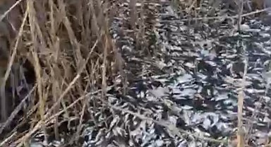 Uluabat Deresi'nde binlerce balık ölü bulundu