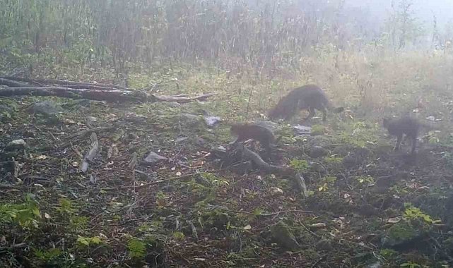 Uludağ'da sisler arasında anne yaban kedisi ve yavruları görüntülendi