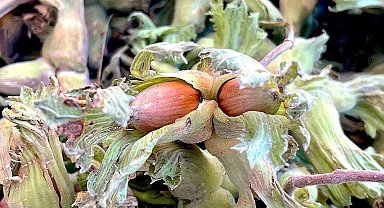 Uludağ'ın fındığı destek bekliyor