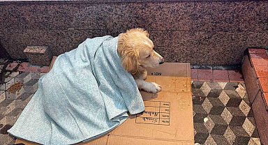 Üşüyen köpeğe yeni aldığı yorganı örten esnaf yürekleri ısıttı
