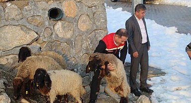 Vahşi hayvan saldırısında 35 koyun telef oldu, devlet yaraları sardı