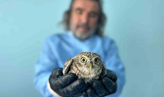 Van'da bitkin düşen yaban hayvanlarına şefkat eli