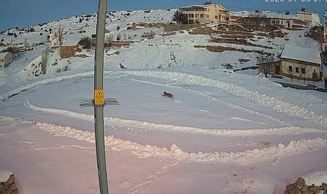 Vaşaklar ile kurtlar arasındaki kovalamaca kamerada