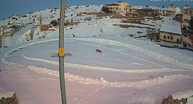 Vaşaklar ile kurtlar arasındaki kovalamaca kamerada