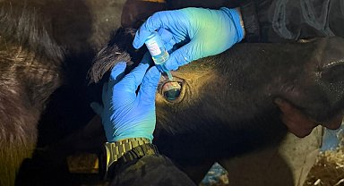 Vize'de büyükbaş hayvanların aşılanması çalışmaları devam ediyor