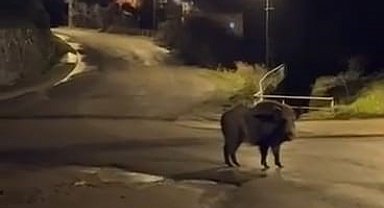 Yaban domuzları yerleşim alanında yiyecek aradı