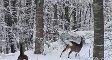 Yaban hayvanları için dağa çıktı, iki geyikle karşılaştı