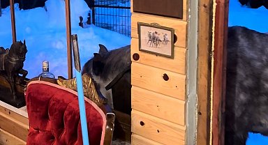 Yabani yılkı atları evine kadar geldi, ortaya samimi anlar çıktı: "Hoş geldiniz"