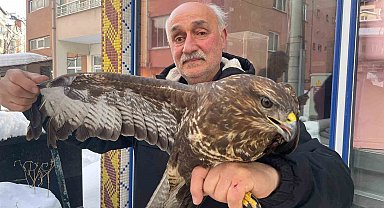 Yaralı boz şahine şefkat eli